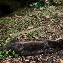 Otter killed in suspected accident with vehicle on AYE