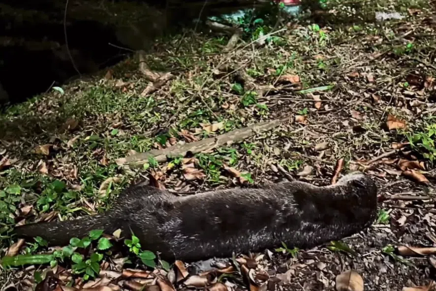 Otter killed in suspected accident with vehicle on AYE