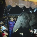 Johor’s efforts to mitigate human-elephant conflict