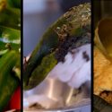 Chiles are so important to this state, they made a law about them