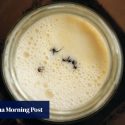 Culture shock: how ants can be used to turn milk into yogurt, but don’t try at home