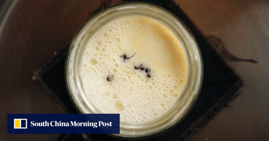 Culture shock: how ants can be used to turn milk into yogurt, but don’t try at home