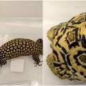 Leopard tortoise, spiny-tailed monitor lizard among animals seized in raids on illegal wildlife trade in Singapore