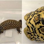 Leopard tortoise, spiny-tailed monitor lizard among animals seized in raids on illegal wildlife trade in Singapore