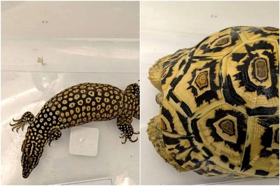 Leopard tortoise, spiny-tailed monitor lizard among animals seized in raids on illegal wildlife trade in Singapore