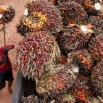 Fear grips Indonesian palm oil industry as military seizes plantations
