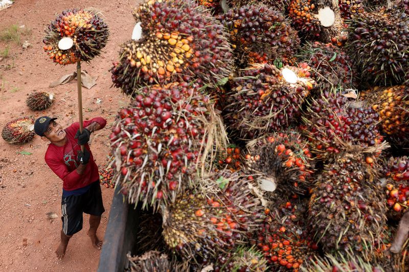 Fear grips Indonesian palm oil industry as military seizes plantations