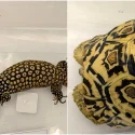 Leopard tortoise, spiny-tailed monitor lizard among animals seized in raids on illegal wildlife trade