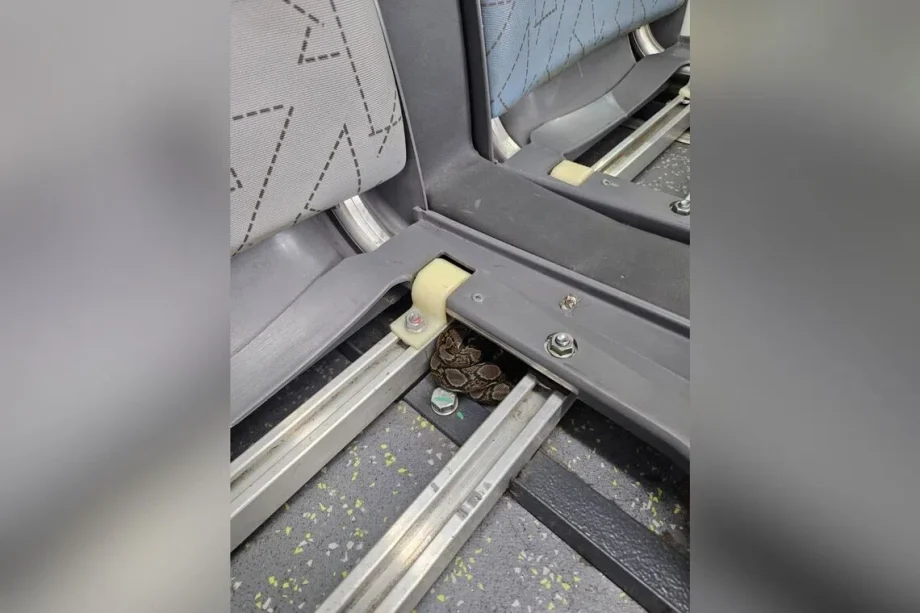 Python found under seat of SMRT bus in Woodlands after two rescue attempts by Acres