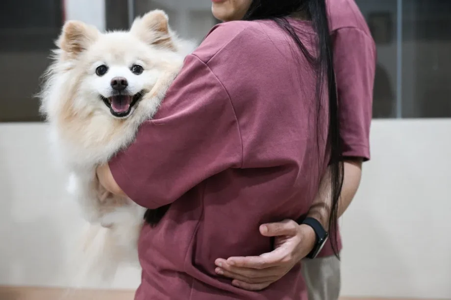 Public to be consulted by December on new law to regulate vet sector in Singapore Public to be consulted by December on new law to regulate vet sector in Singapore