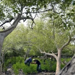 New mangrove species from Timor-Leste in Gardens by the Bay