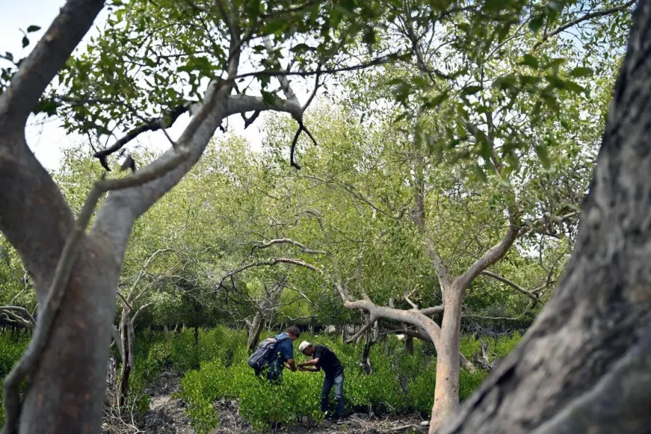 New mangrove species from Timor-Leste in Gardens by the Bay