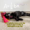 @mothership.nova Disclaimer: no dogs were harmed in the making of this “film” #s…