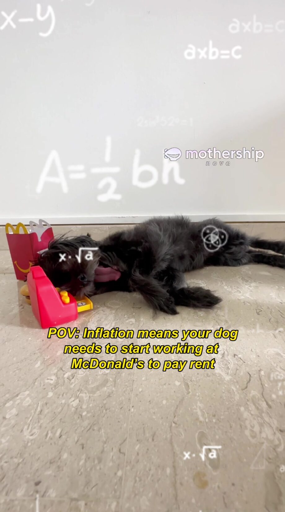 @mothership.nova Disclaimer: no dogs were harmed in the making of this “film” #s…