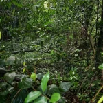 Nature park at planned Bukit Timah Turf City will preserve globally threatened wildlife, rare flora