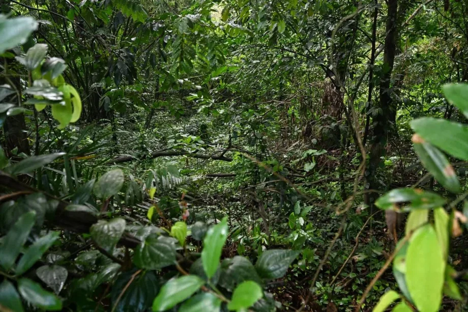 Nature park at planned Bukit Timah Turf City will preserve globally threatened wildlife, rare flora