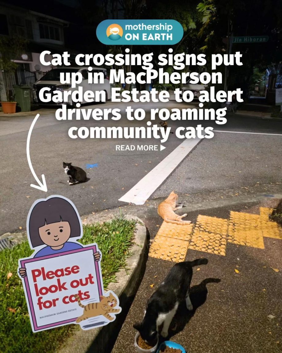 @mothershipsg why did the cat cross the road? because now there’s a sign on the …