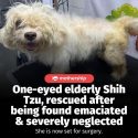 @mothershipsg HOPE Dog Rescue is appealing for donations to cover Ariel’s medica…