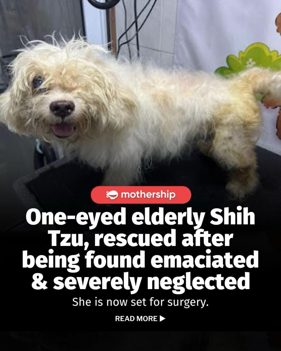 @mothershipsg HOPE Dog Rescue is appealing for donations to cover Ariel’s medica… @mothershipsg HOPE Dog Rescue is appealing for donations to cover Ariel’s medica…