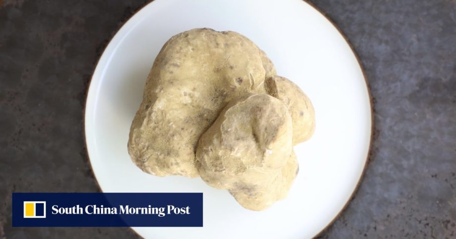 How to best enjoy white truffles and why they can cause ‘dog-nappings’