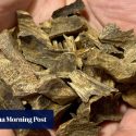 Agarwood can sell for US,000 a kilo. But this ‘black gold’ has a dark side