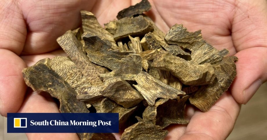 Agarwood can sell for US,000 a kilo. But this ‘black gold’ has a dark side Agarwood can sell for US,000 a kilo. But this ‘black gold’ has a dark side