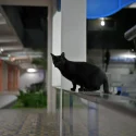 61 cases of cats and dogs allegedly falling from height from Sept 1, 2024 to Aug 31: NParks
