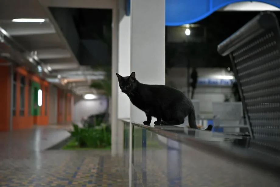 61 cases of cats and dogs allegedly falling from height from Sept 1, 2024 to Aug 31: NParks