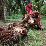 Fear grips Indonesian palm oil industry as military seizes plantations 