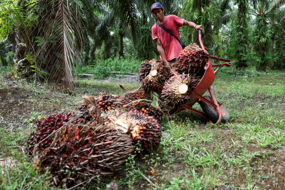Fear grips Indonesian palm oil industry as military seizes plantations  Fear grips Indonesian palm oil industry as military seizes plantations