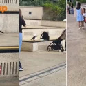 ‘Shockingly confident’ crow swoops at tourists at RWS