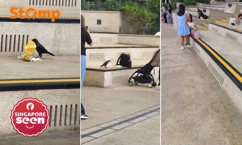 ‘Shockingly confident’ crow swoops at tourists at RWS ‘Shockingly confident’ crow swoops at tourists at RWS