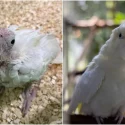 Rare Philippine cockatoos hatch first chick in Bird Paradise; fewer than 750 birds left in the wild