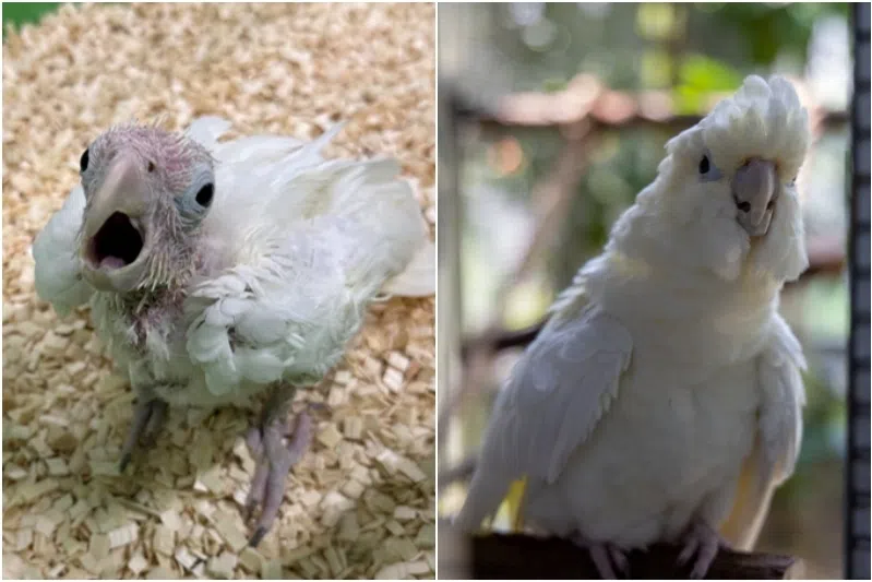 Rare Philippine cockatoos hatch first chick in Bird Paradise; fewer than 750 birds left in the wild