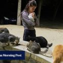 Cyprus, the island of cats, has a major cat problem as feral felines outnumber people