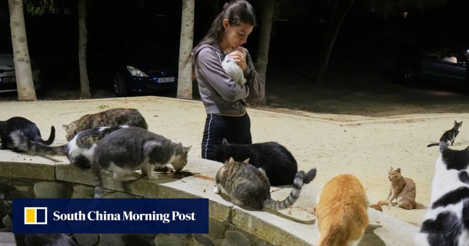 Cyprus, the island of cats, has a major cat problem as feral felines outnumber people