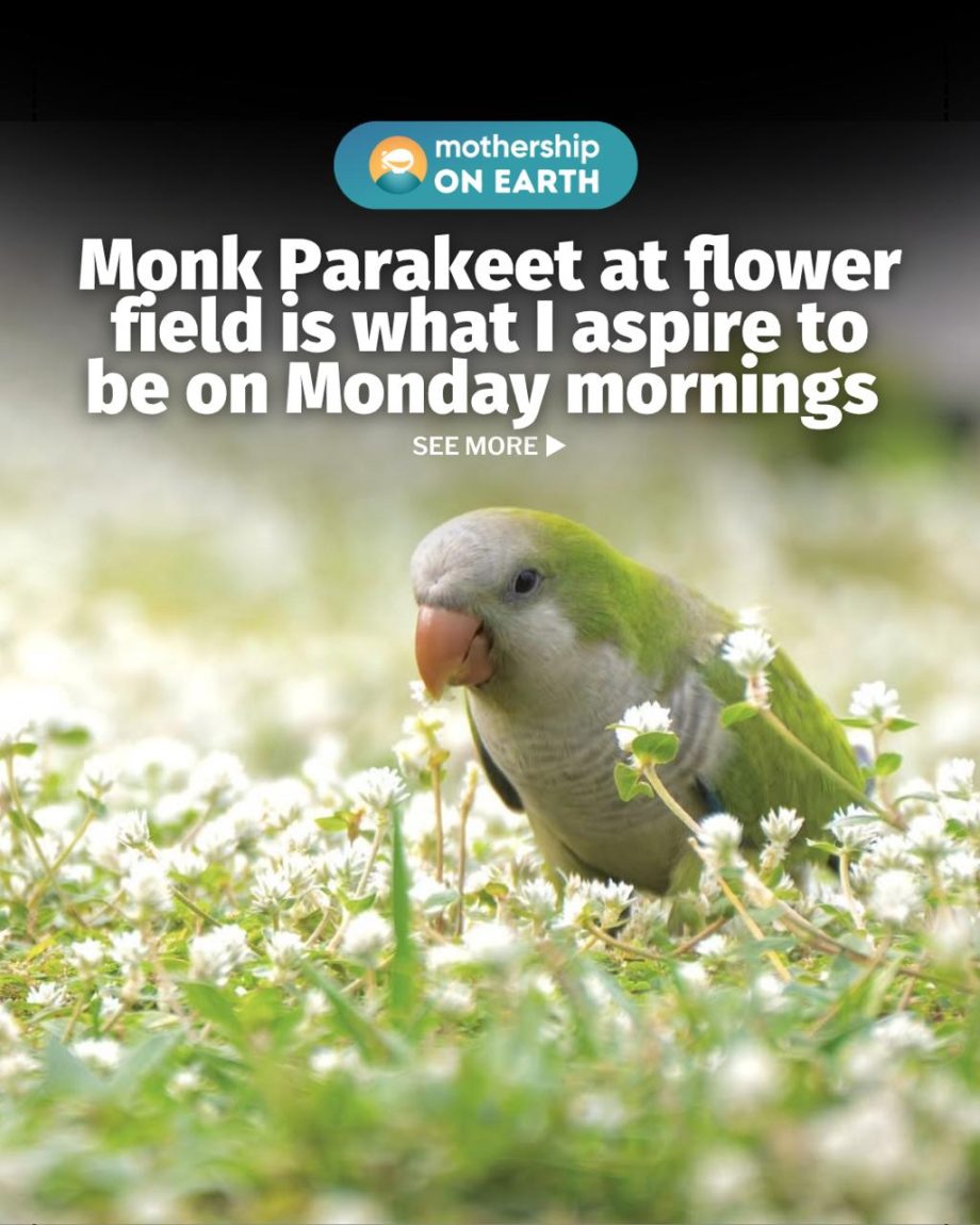 @mothershipsg maybe in another life… #fyp  …