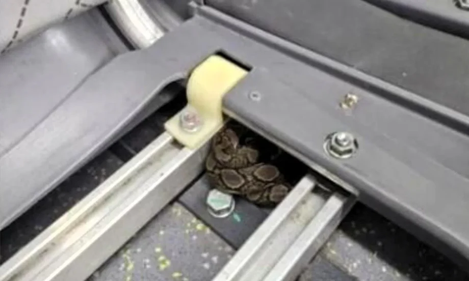 SMRT bus captain notices python on board, passengers transferred to another bus SMRT bus captain notices python on board, passengers transferred to another bus