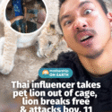 @mothershipsg Authorities have seized the lion on the orders of the Natural Reso…