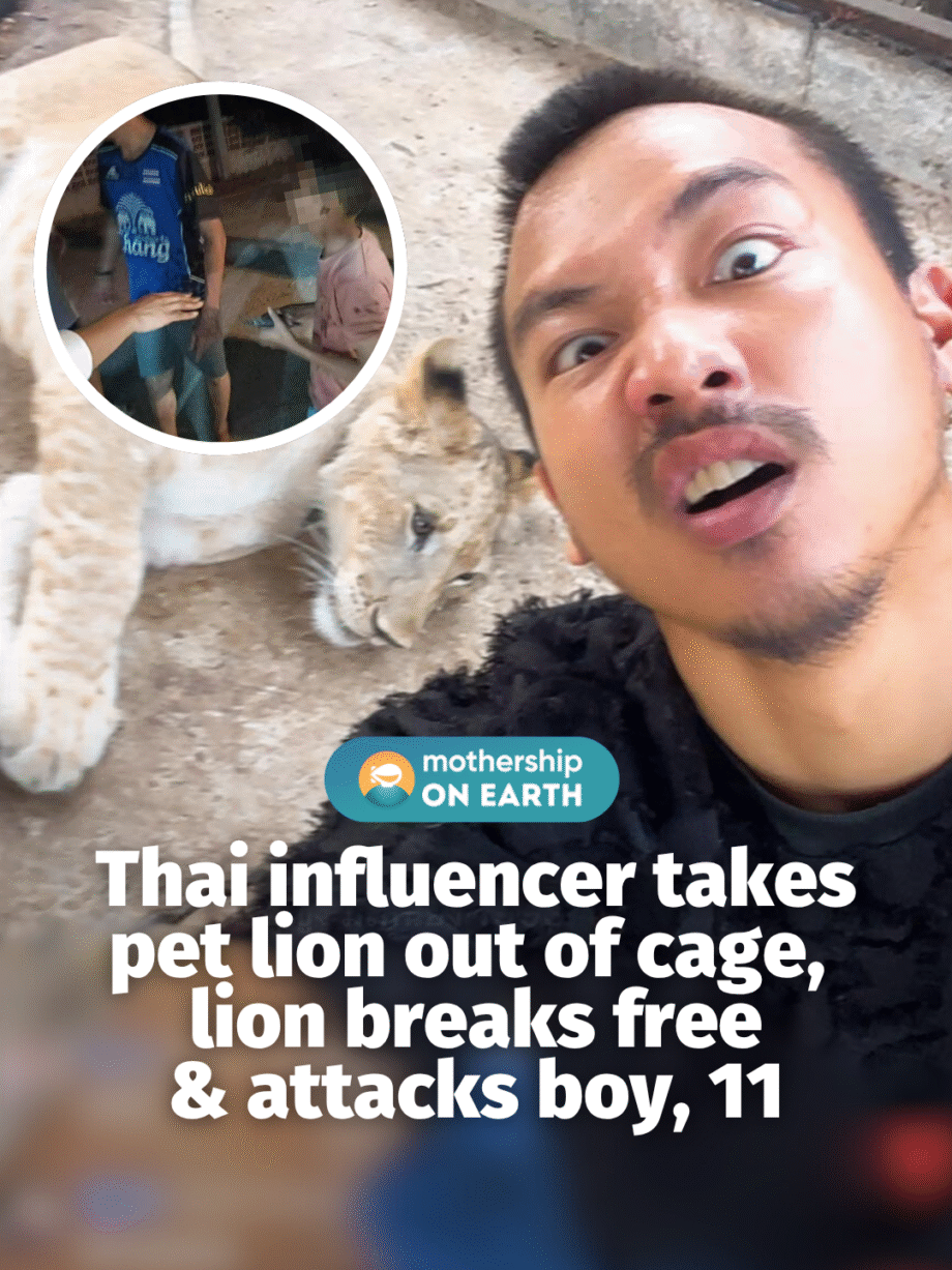 @mothershipsg Authorities have seized the lion on the orders of the Natural Reso…