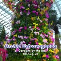 @mothership.nova Orchid Extravaganza : Till Aug. 31 : Flower Dome at Gardens by …