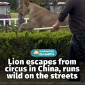 @mothershipsg Simba is that you? #china #lion #tiktokchina #circus …