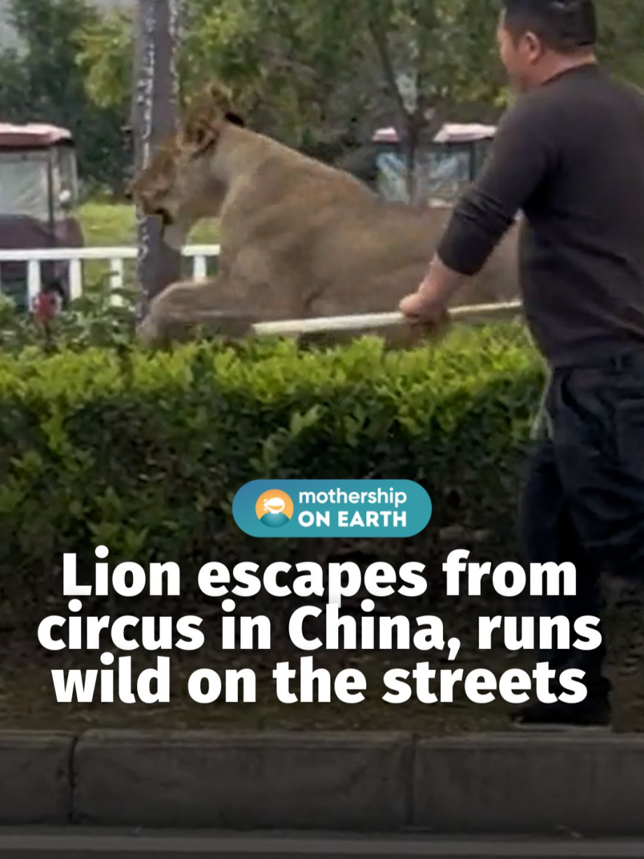 @mothershipsg Simba is that you? #china #lion #tiktokchina #circus …