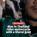 @mothershipsg goated #thailand #goat #tiktokthailand #motorcycle …