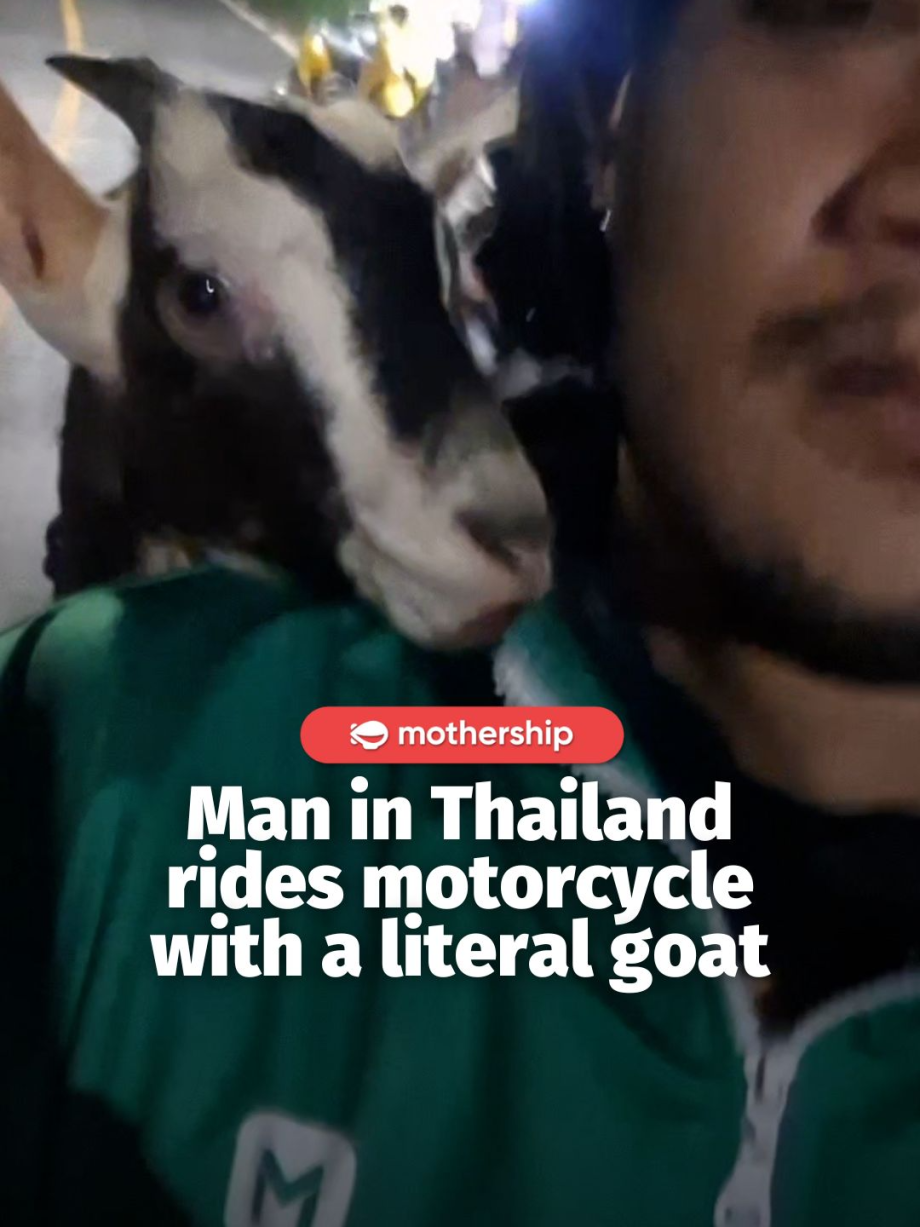 @mothershipsg goated #thailand #goat #tiktokthailand #motorcycle …