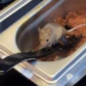 Noodle eatery suspends operations after late-night visitor helps itself to sauce