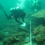 From spiky branches to dome-shaped: How corals in Singapore have evolved over 70 years