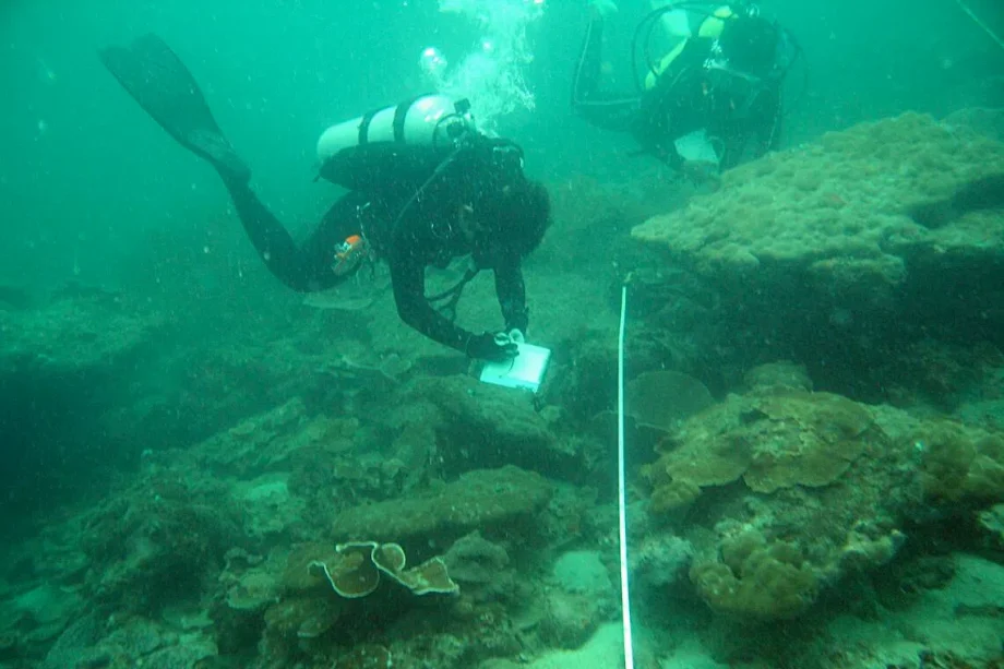 From spiky branches to dome-shaped: How corals in Singapore have evolved over 70 years
