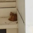 Cat rescued after being stuck nearly 15 hours on 10th-floor HDB ledge; NParks investigating