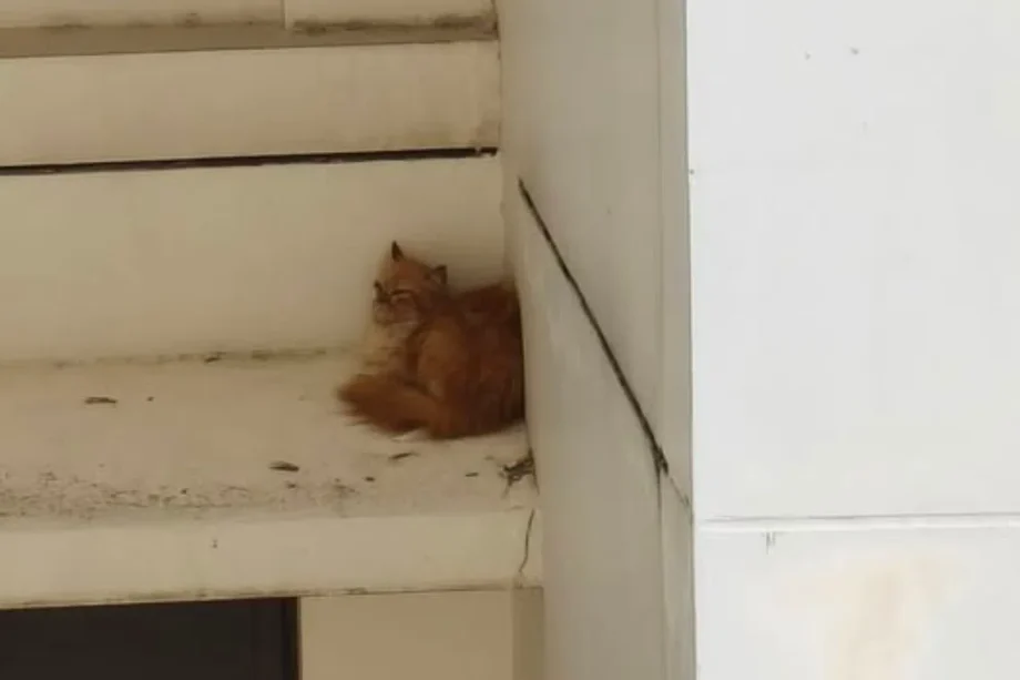 Cat rescued after being stuck nearly 15 hours on 10th-floor HDB ledge; NParks investigating
